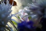 Flowers Set 11 - 22