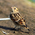 Back view of Lapland Bunting