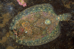 Zeugopterus regius