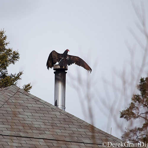 A Turkey Vulture is caught in the act of hanging about on a residential chimney pipe.