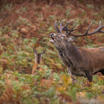 2-Autumn colours in the ruting season
