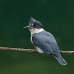 Back view of a Belted Kingfisher (male) perched on a rope fence