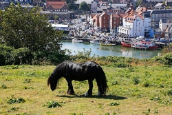 Whitby, North Yorks portfolio