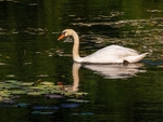 Mute Swan