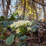 Primrose (Primula veris)