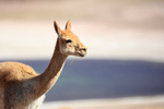 Adult Vicuna portrait, Lake Miscanti, Chile