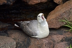 Fulmar