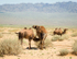 Camels in the Gobi Gurvan #1