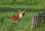 November 2020 - Red Fox