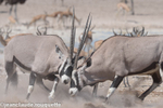 Oryx fighting