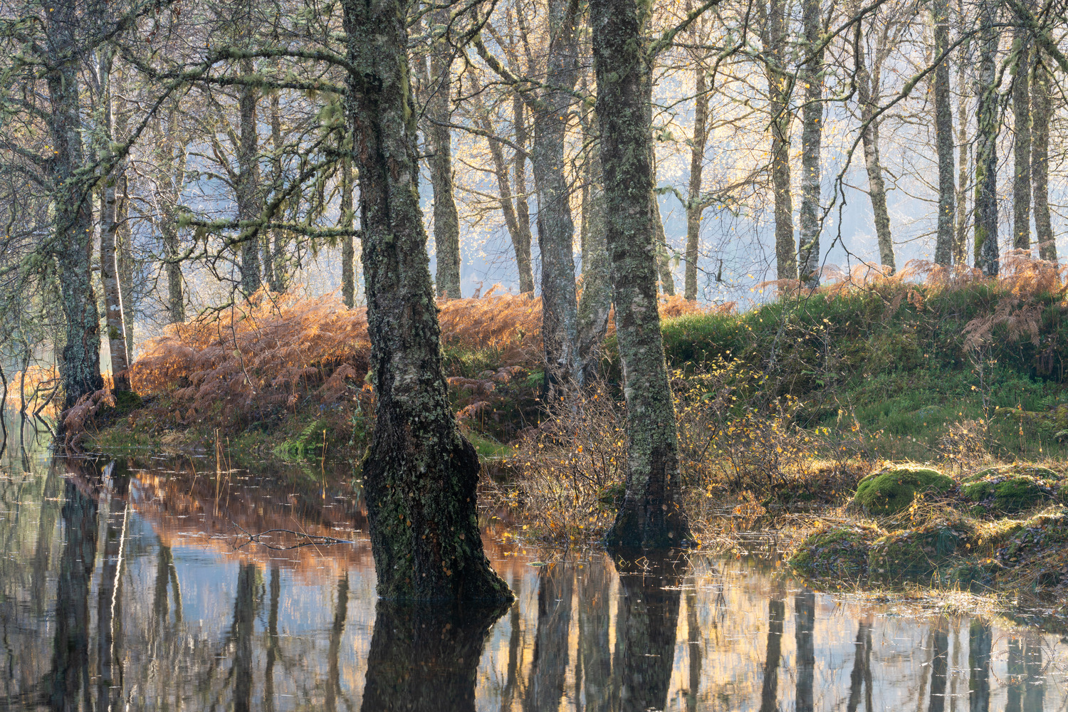 Higher water levels after prolonged heavy rainfall led to localised flooding and submerged tree bases. Some beautiful…
