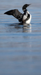 GREAT NORTHERN DIVER, ISLE OF MULL, SCOTLAN