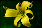 Hemerocallis 'German Fantasia' 2