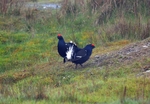 Black Grouse