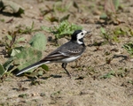 20110422-IMG_4713