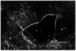 Whiskers of Light 