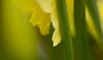 Daffodil