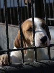 Hounds 5