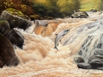 Salmon on the Glendun river.
