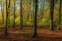 Autumn Beech in Abbots Wood