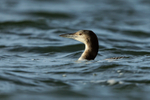 Great Northern Diver on Farmoor 2