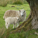 Mother and Baby lamb, Ireland