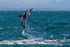 Dusky Dolphin leaps clear of the water near Kaikoura
