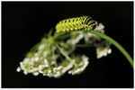 Butterflies, Dragonflies and Demoiselles portfolio