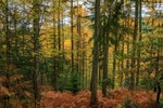 Autumn Colours