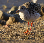 RUFF WINTER 2010