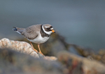 Ringed Plover - Charadrius hiaticula