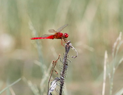 DF AnimalsCreatures  094