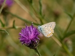 Common Blue