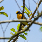 Yellow-throated Euphonia portfolio