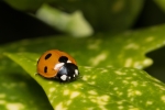 Which way Ladybird?