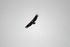 Griffon Vulture