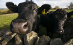 Inquisitive cows