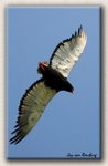 Bateleur Eagle 1