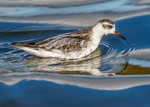 Waders,Dippers portfolio