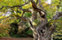 Oak tree, Sheffied Park