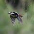 Great Spotted Woodpecker (Dendrocopos major) M