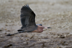 Reddish Egret