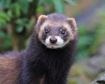 Polecat portfolio