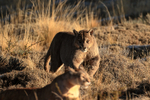 Puma Dark chases Puma Rupestre away from carcass (frame 3)