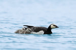 Barnacle Goose & goslings swimming on lagoon, Jokulsarlon, Iceland