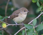 Garden Warbler