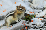Golden-mantled Ground Squirrel, Sulphur Mountain, Banff, Canada