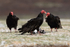 Turkey Vultures gather round dead penguin, Volunteer Point, Falklands