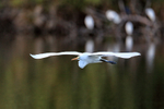 Great Egret flying at Venice Rookery, Florida