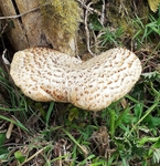 Dryads Saddle
